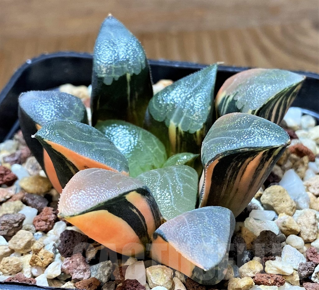 SH14740 Haworthia bayeri f. variegata