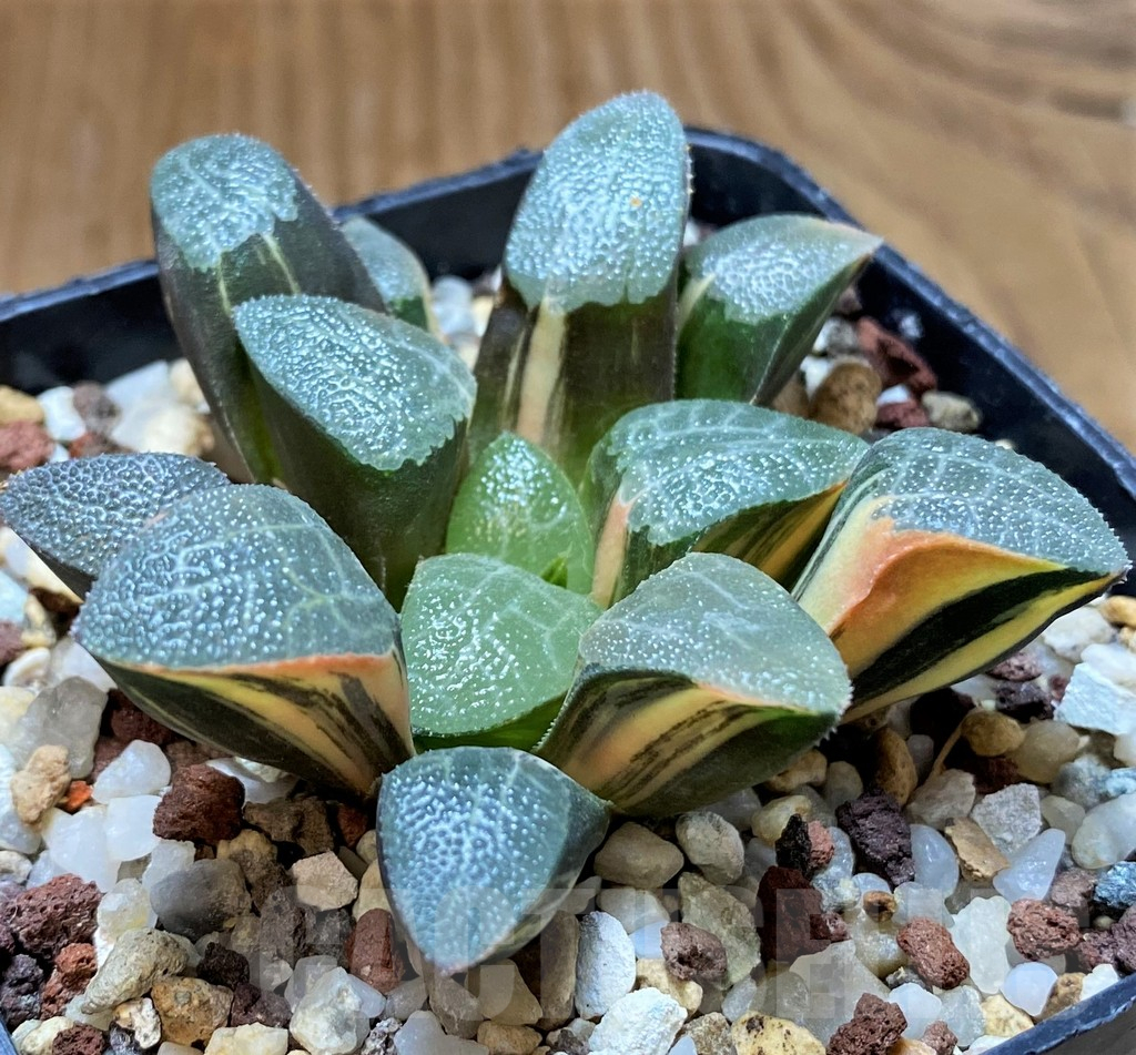 SH14741 Haworthia bayeri f. variegata - Image 2
