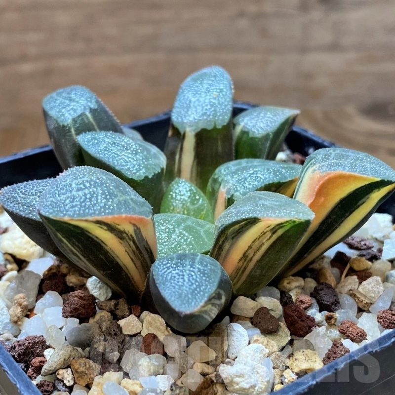 SH14741 Haworthia bayeri f. variegata