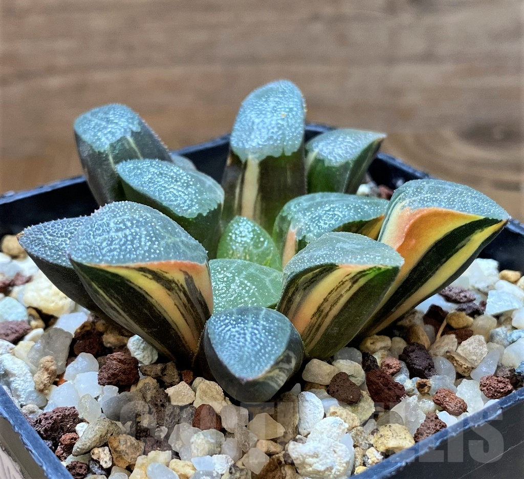 SH14741 Haworthia bayeri f. variegata