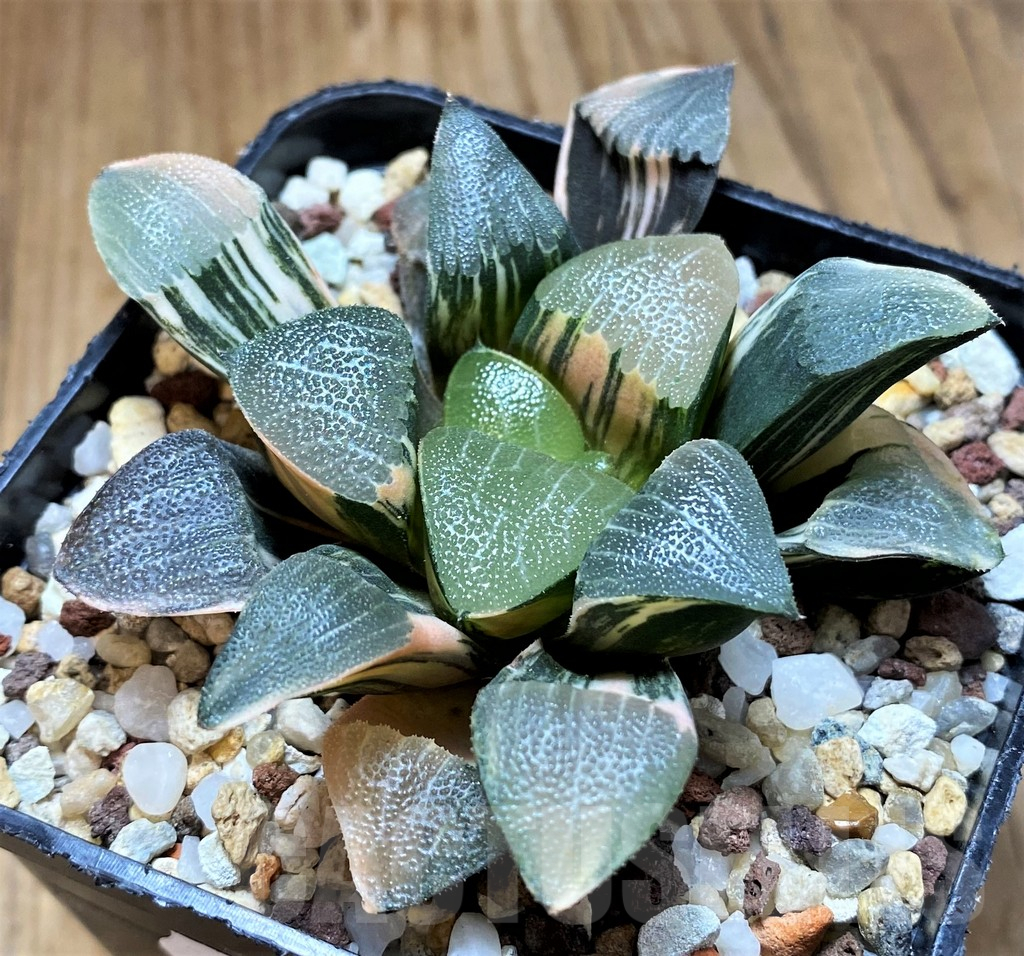 SH14737 Haworthia bayeri f. variegata - Image 2