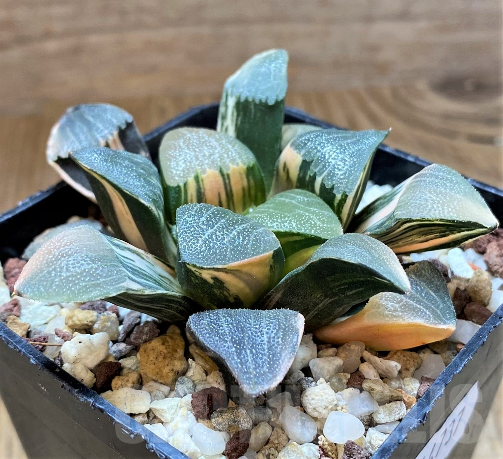 SH14737 Haworthia bayeri f. variegata - Image 3