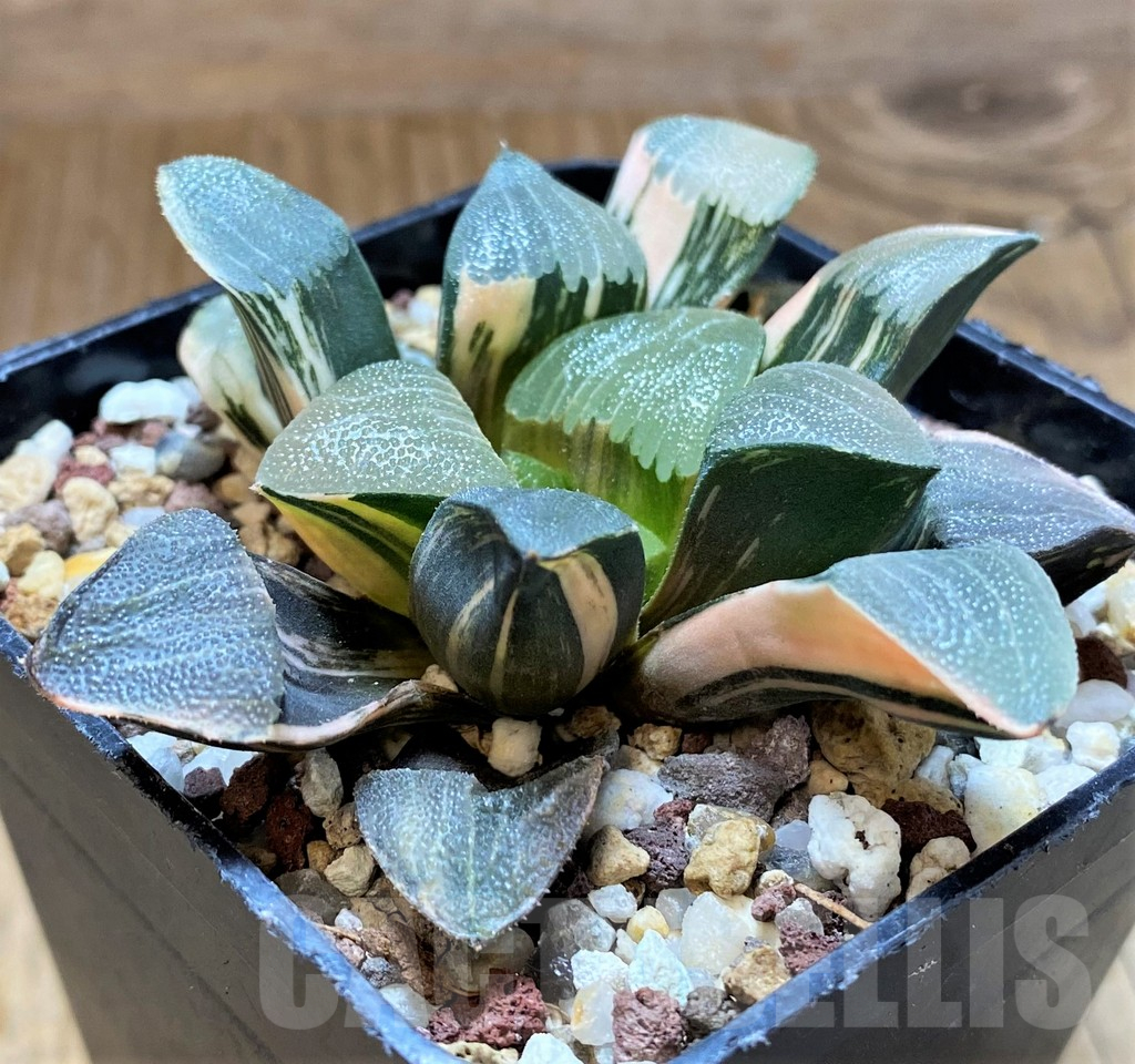 SH14737 Haworthia bayeri f. variegata