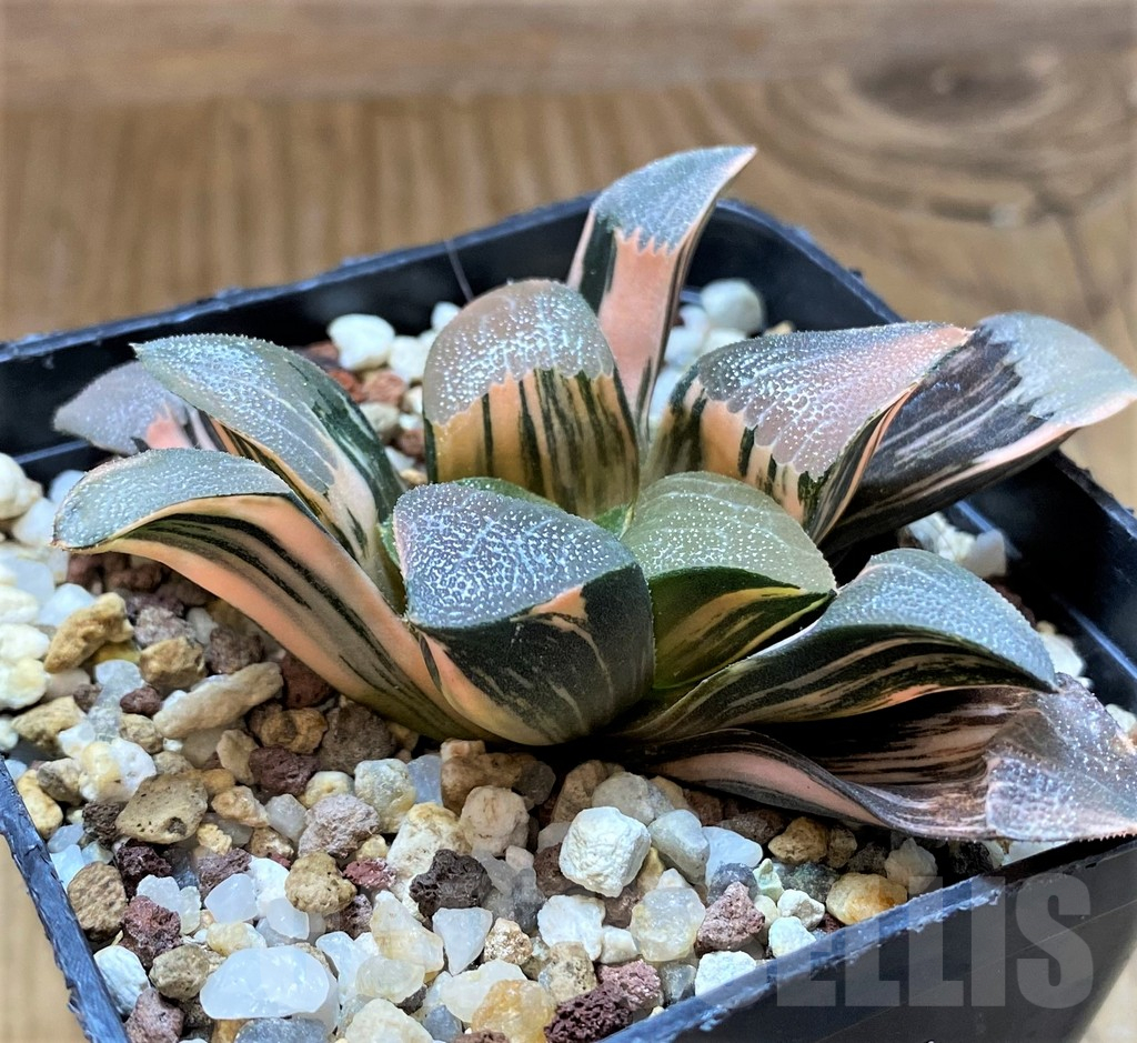 SH14738 Haworthia bayeri f. variegata