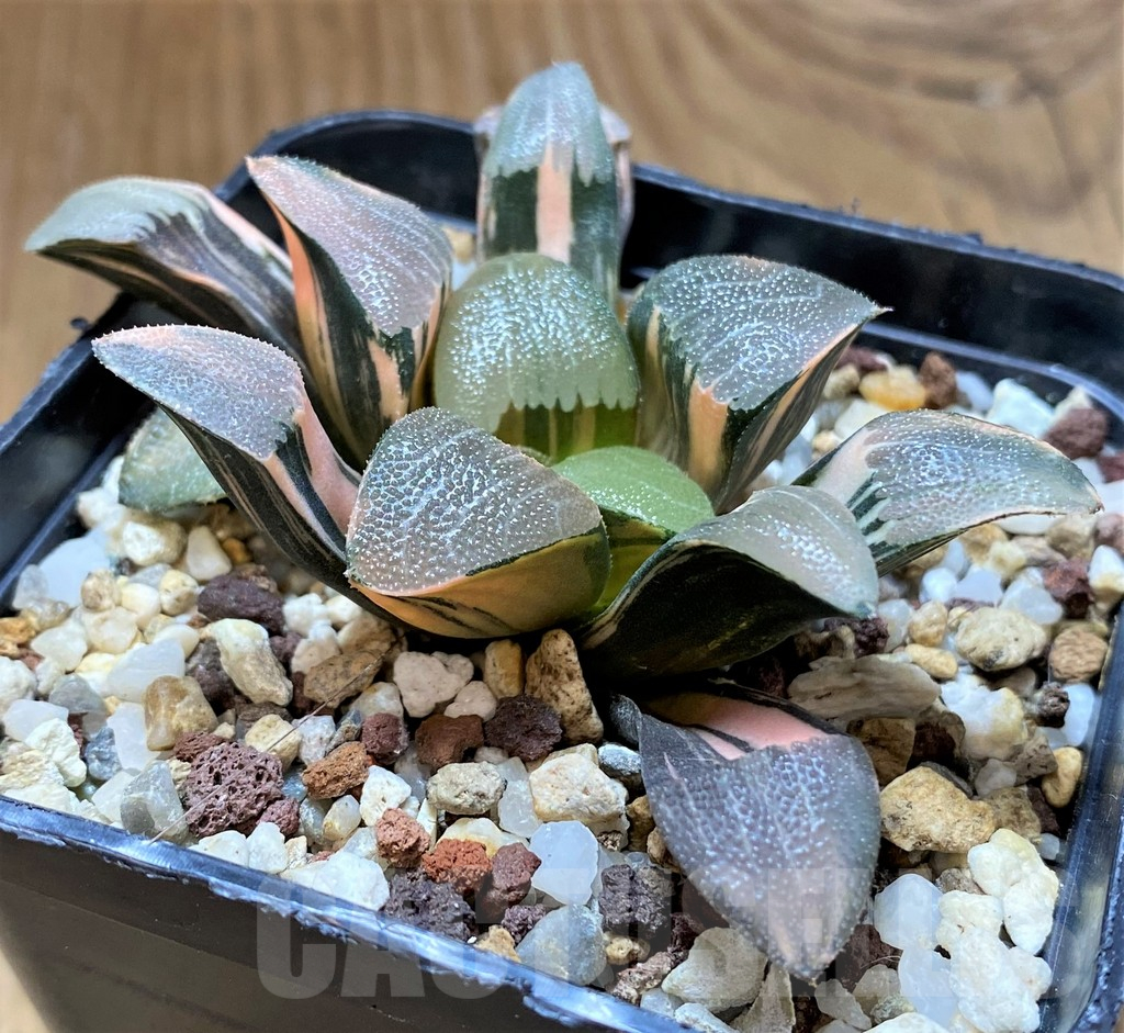 SH14738 Haworthia bayeri f. variegata - 画像 (2)