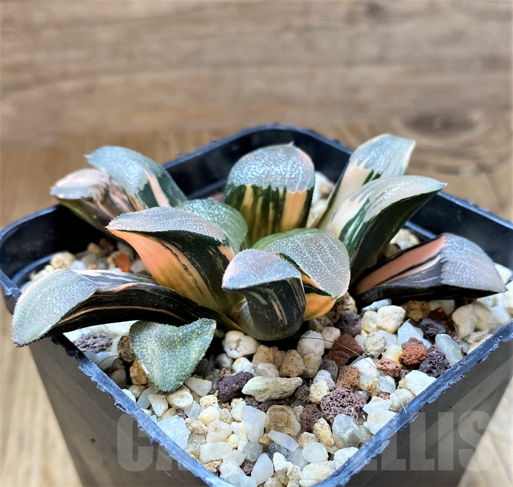 SH14738 Haworthia bayeri f. variegata - 画像 (3)