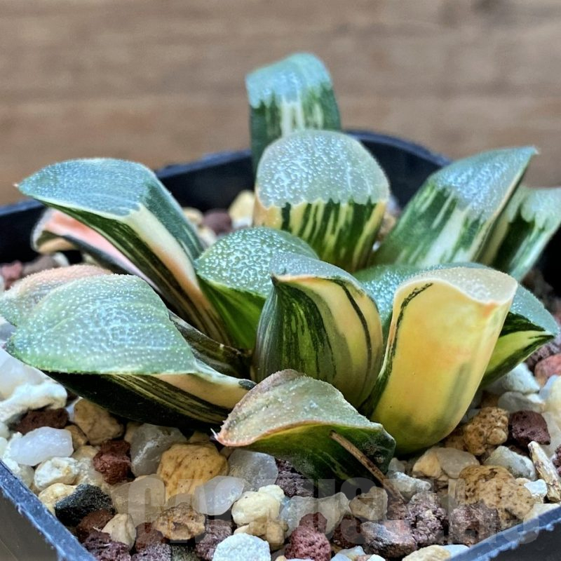 SH14735 Haworthia bayeri f. variegata