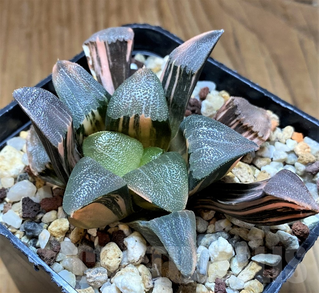 SH14736 Haworthia bayeri f. variegata - Image 2