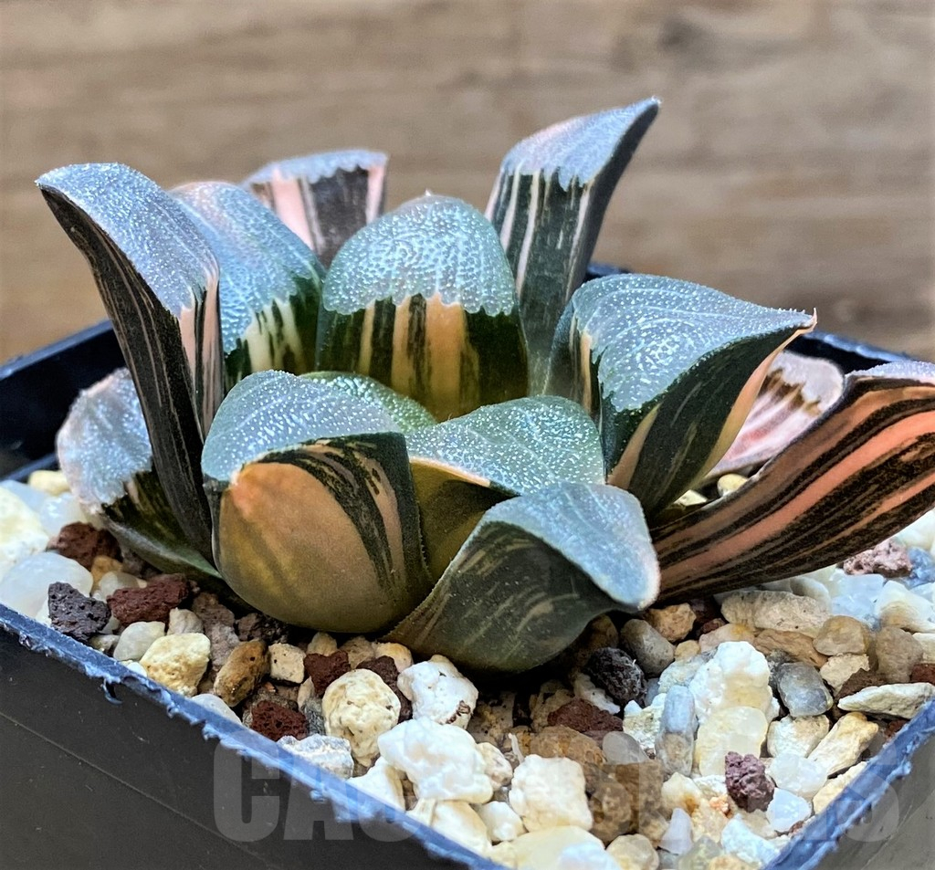 SH14736 Haworthia bayeri f. variegata