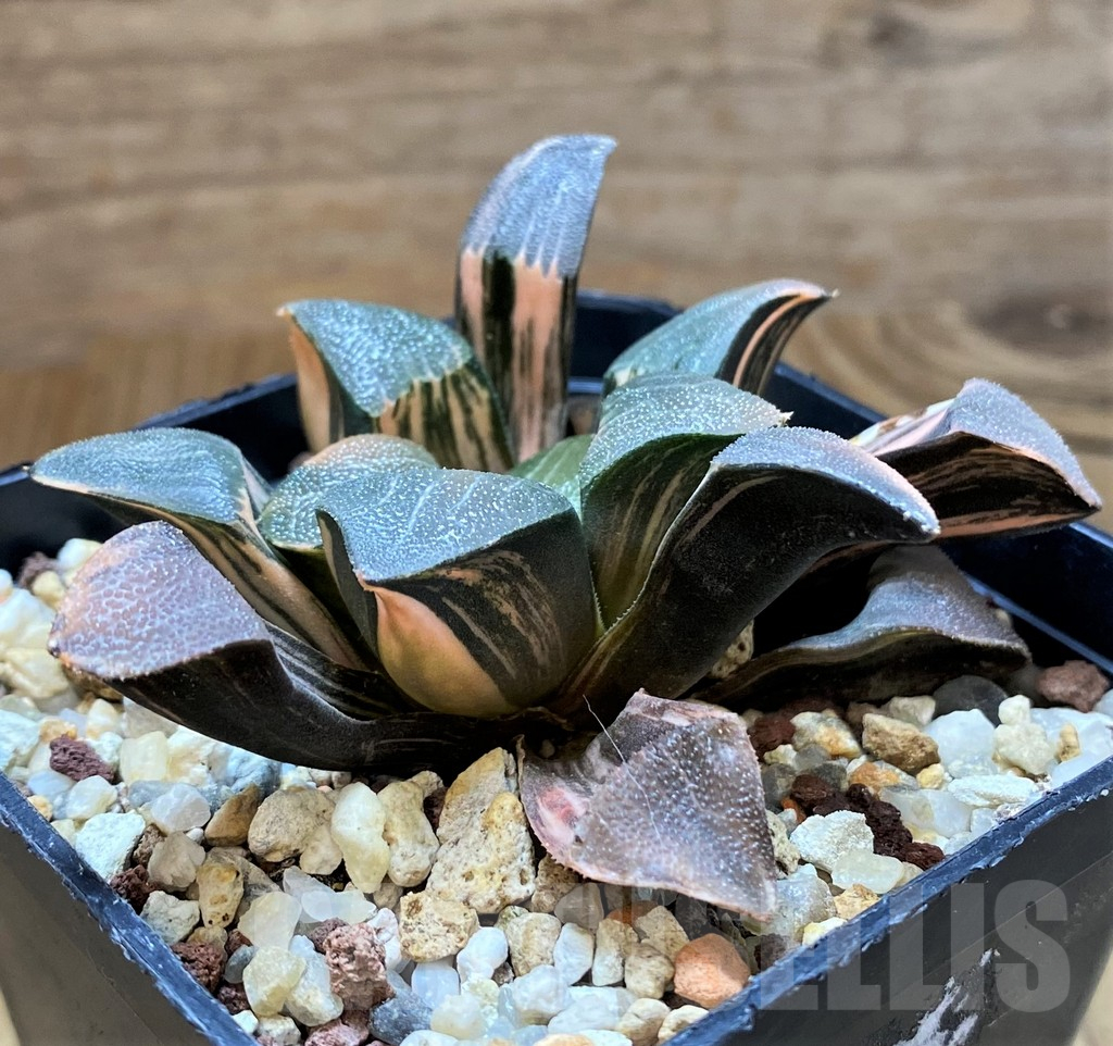 SH14736 Haworthia bayeri f. variegata - Image 3