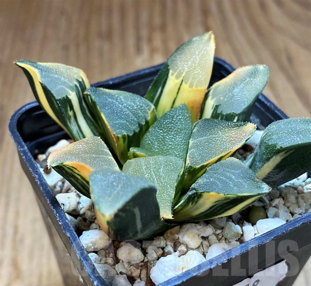 SH8578 Haworthia bayeri f. variegata - Image 3