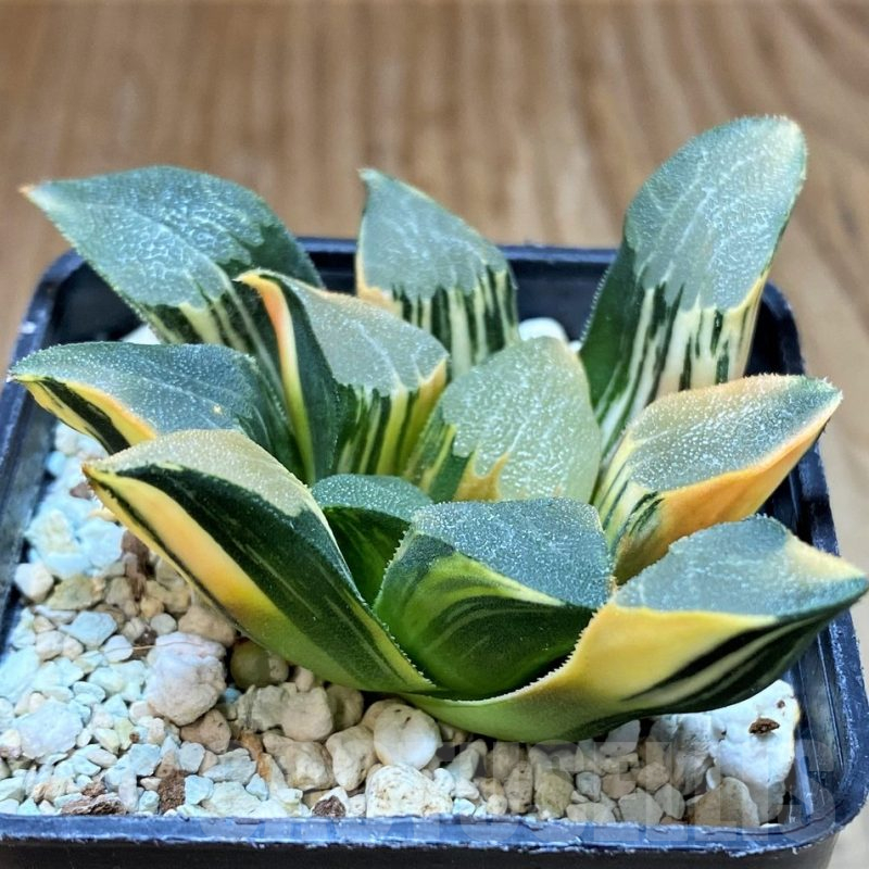 SH8578 Haworthia bayeri f. variegata