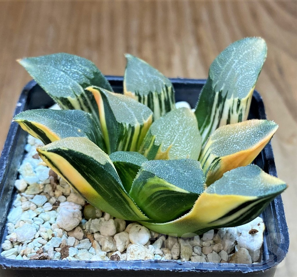 SH8578 Haworthia bayeri f. variegata