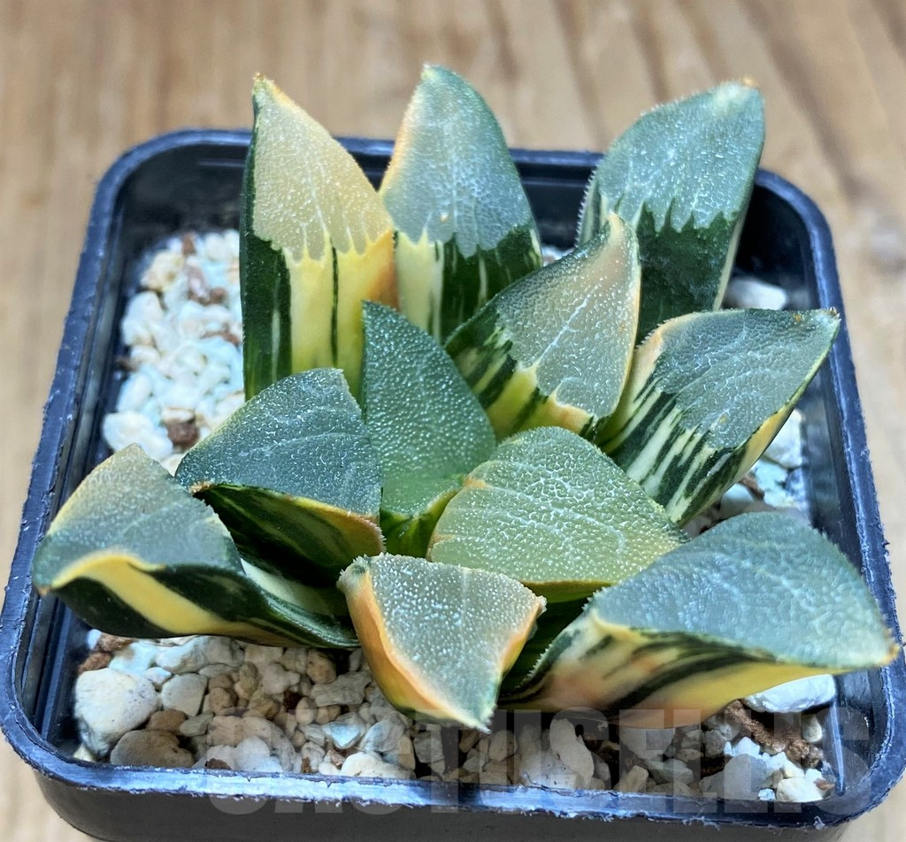 SH8578 Haworthia bayeri f. variegata - Image 2