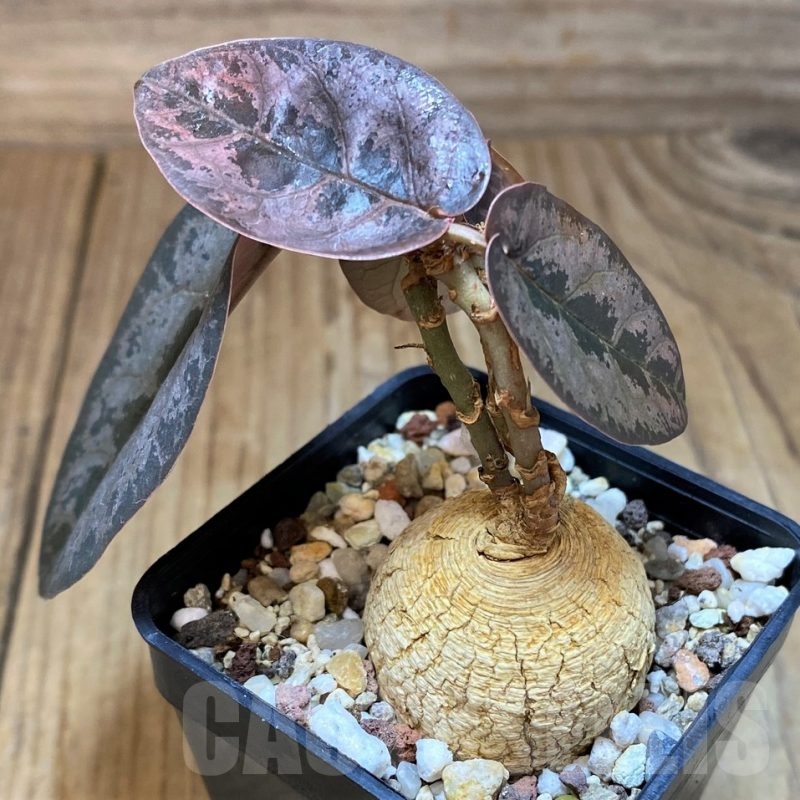 SH15291 Euphorbia nadiae Red Labatii