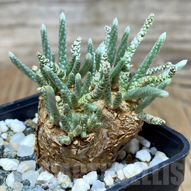 SH14665 Avonia alstonii