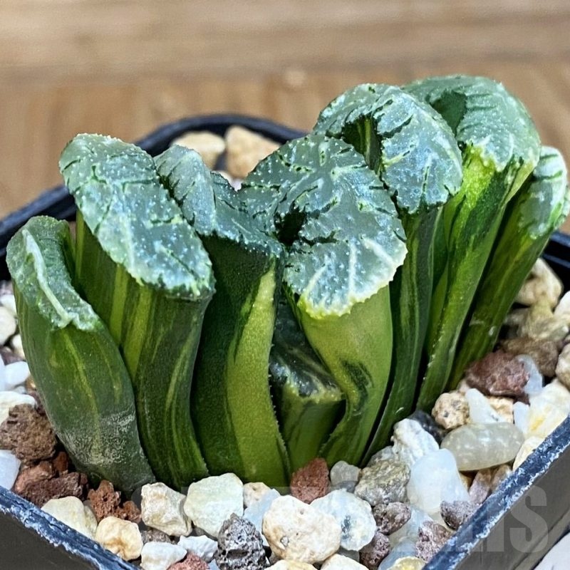 SH14744 Haworthia truncata f. variegata -Japan-