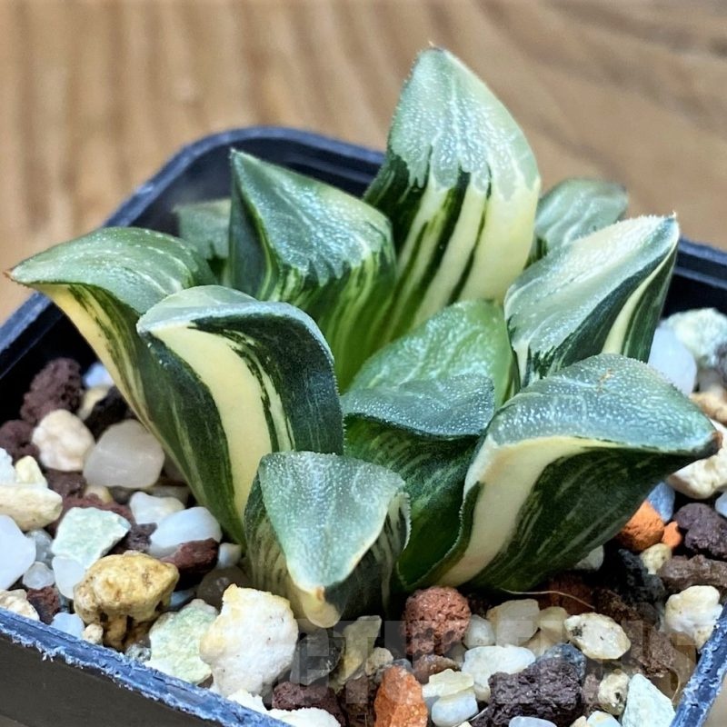 SH15089 Haworthia bayeri f. variegata