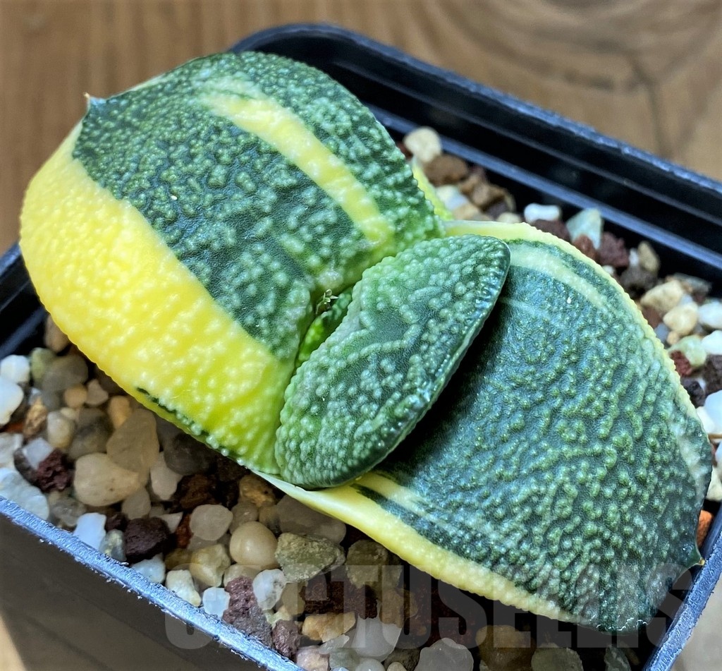 SH14728 Gasteria armstrongii f. variegata - Image 2