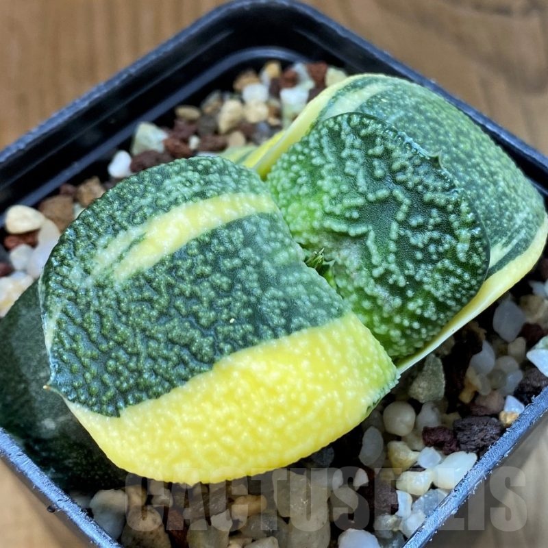 SH14728 Gasteria armstrongii f. variegata