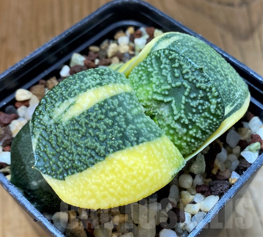 SH14728 Gasteria armstrongii f. variegata