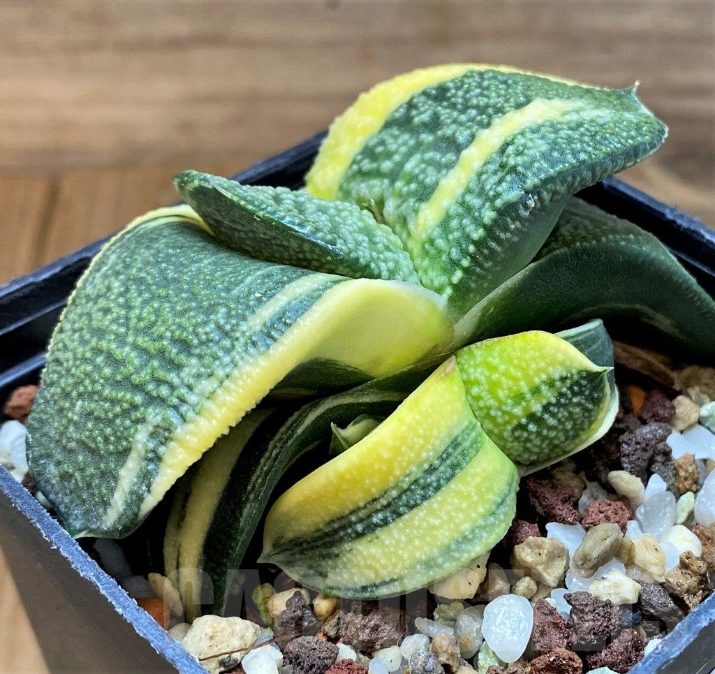 SH14728 Gasteria armstrongii f. variegata - Image 3