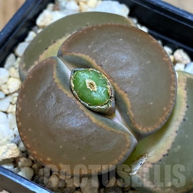 SH15791 Lithops aucampiae 'Nugget'