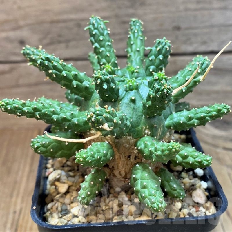 SH15313 Euphorbia gamkaensis