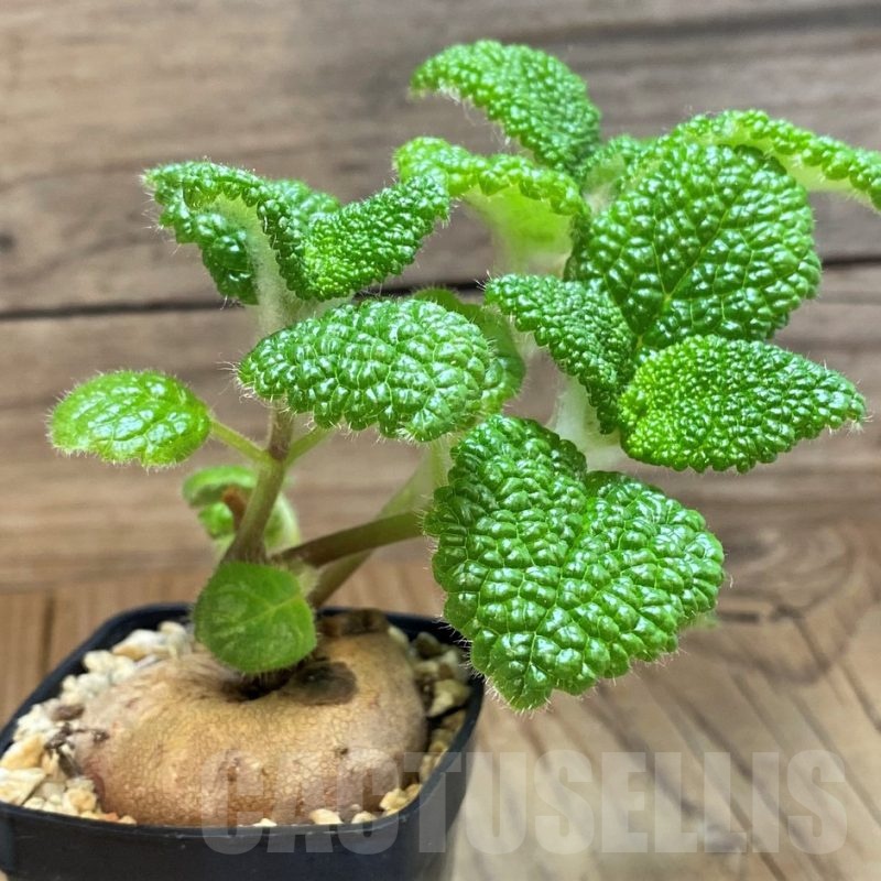 SH14506 Sinningia bullata