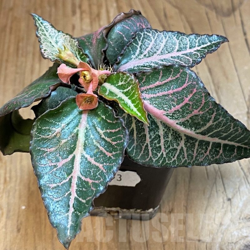 SH9553 Euphorbia francoisii hybrid