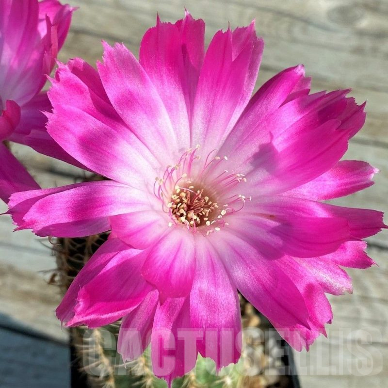 LOT936 20 SEEDS Echinopsis hybrid ‘Superstar’ 2025