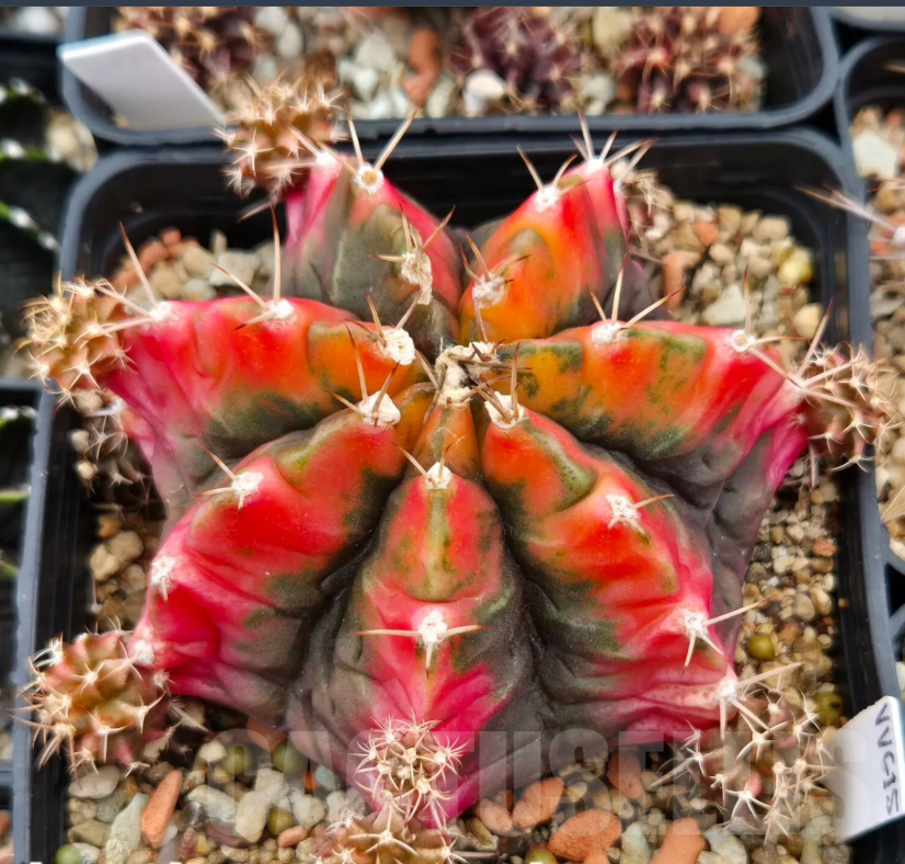 VVG21845 Gymnocalycium mihanovichii f.variegata VVG15