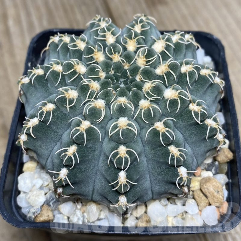 VVG31033 Gymnocalycium stellatum v. kleinianum SH1847 2 plants seedling
