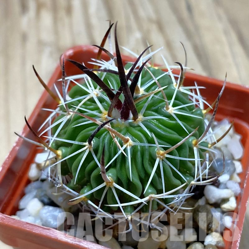 SH14066 Echinofossulocactus sp. CB 011075