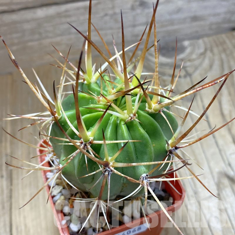 SH14068 Lobivia ferox