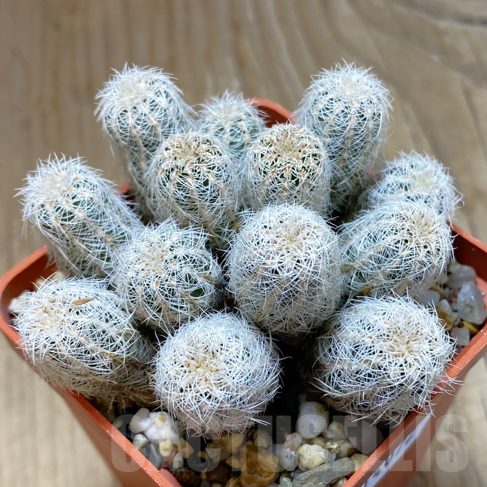 SH14072 Gymnocalycium bruchii v. niveum, old 8 years