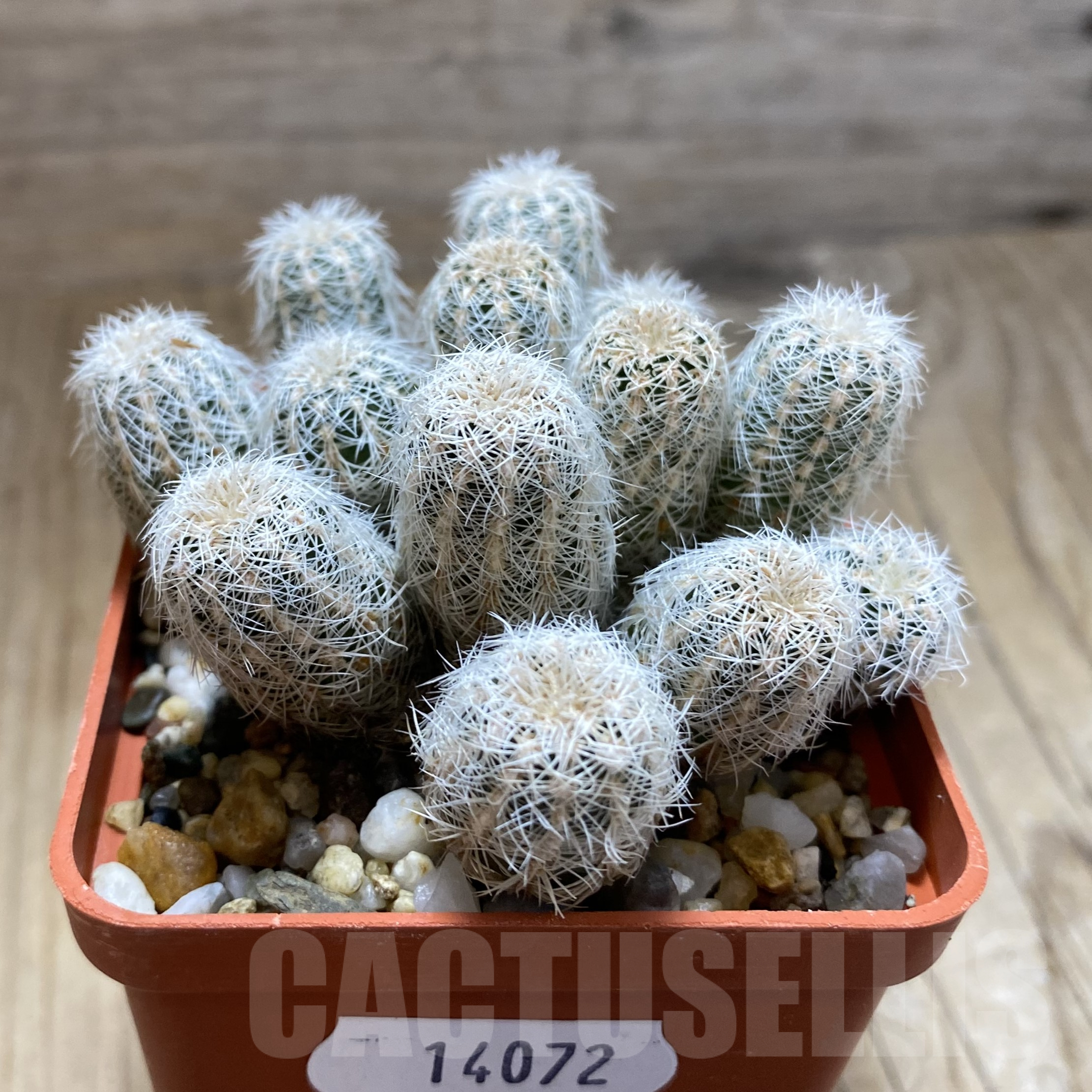 SH14072 Gymnocalycium bruchii v. niveum, old 8 years - Image 2