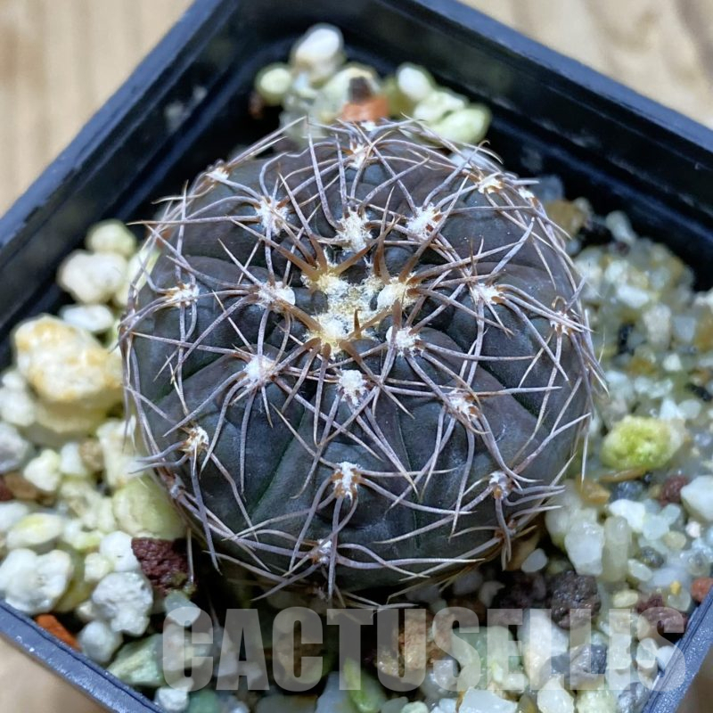 SH14073 Gymnocalycium taningaense VG 306
