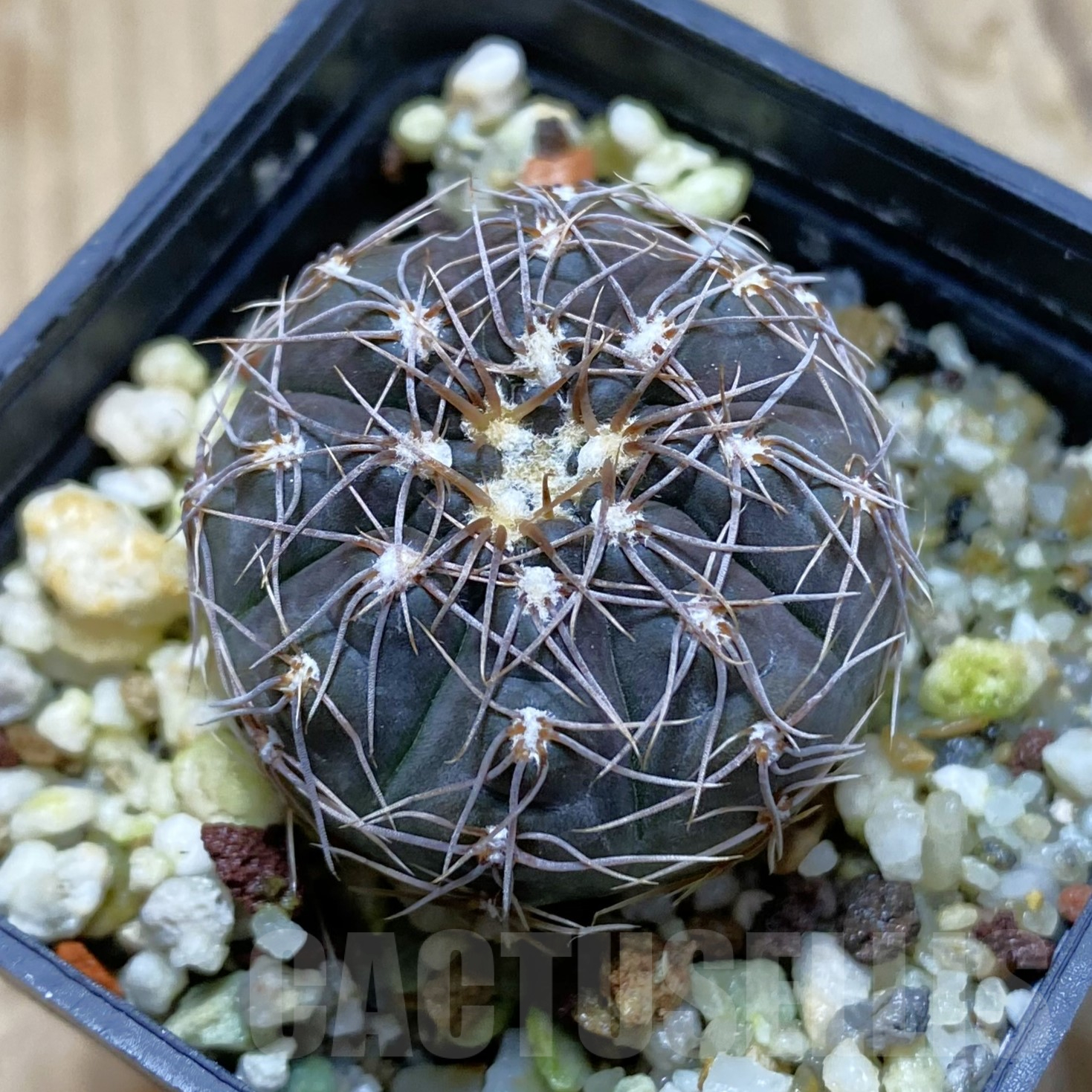 SH14073 Gymnocalycium taningaense VG 306
