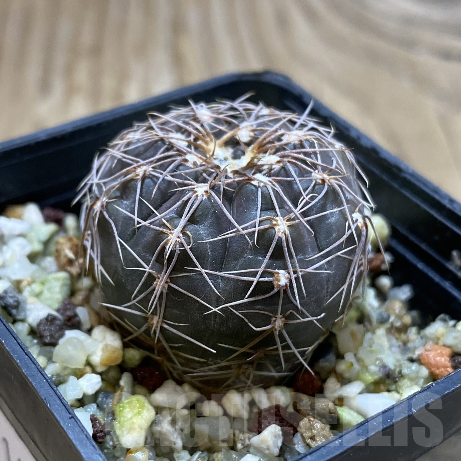 SH14073 Gymnocalycium taningaense VG 306 - Image 2