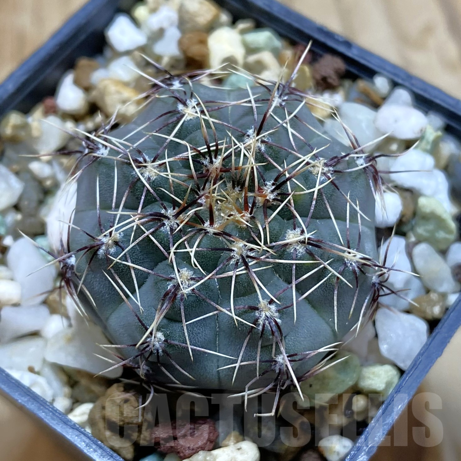 SH14074 Gymnocalycium leptanthum VG 1269