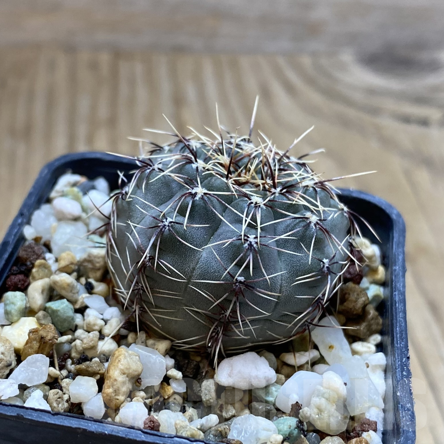 SH14074 Gymnocalycium leptanthum VG 1269 - Image 2