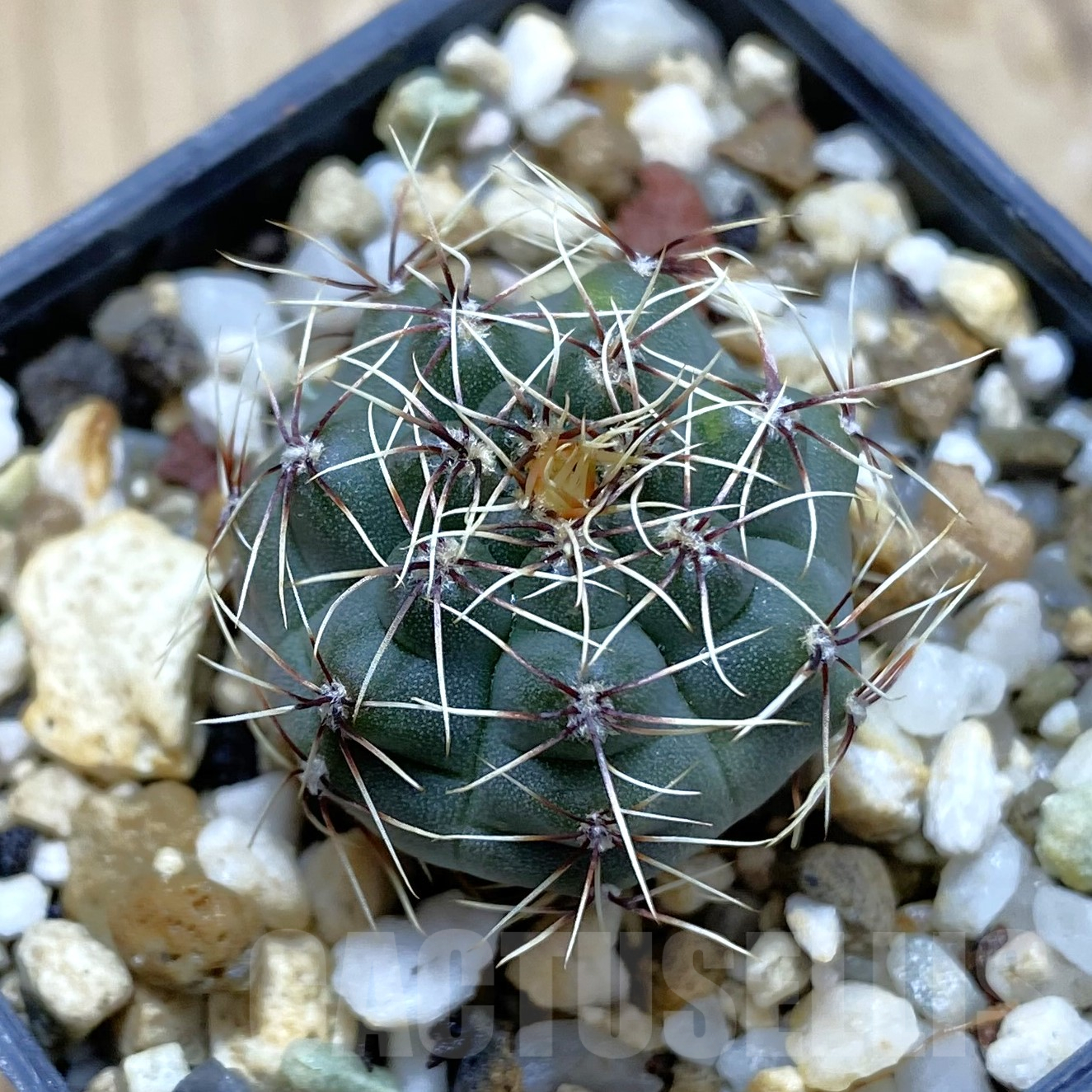 SH14075 Gymnocalycium leptanthum VG 1269