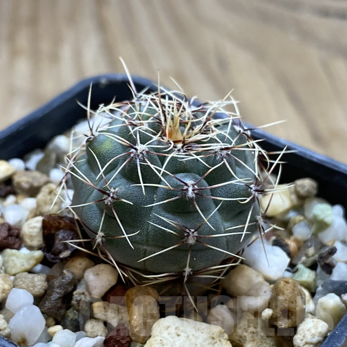 SH14075 Gymnocalycium leptanthum VG 1269 - immagine 2