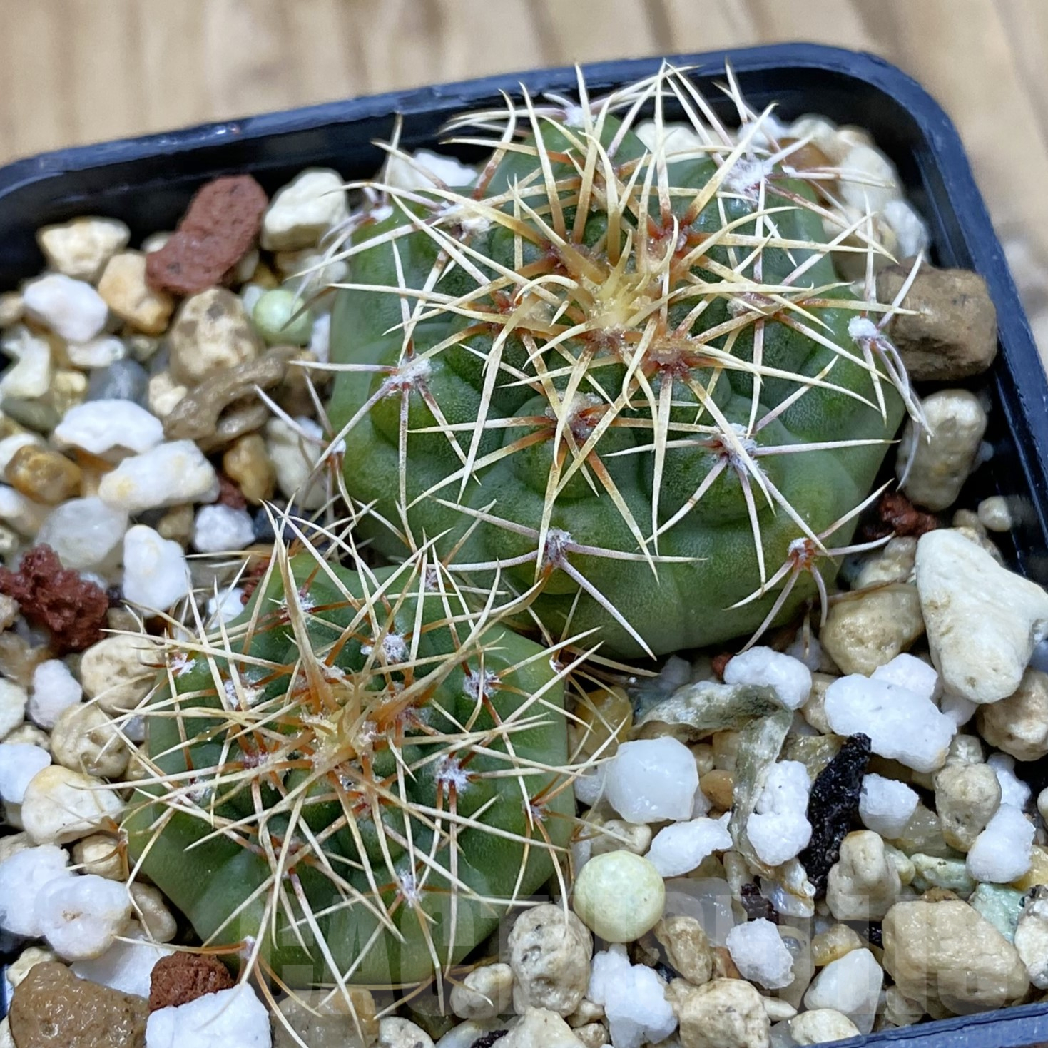SH14076 Gymnocalycium gaponii VG 503, 2 plants