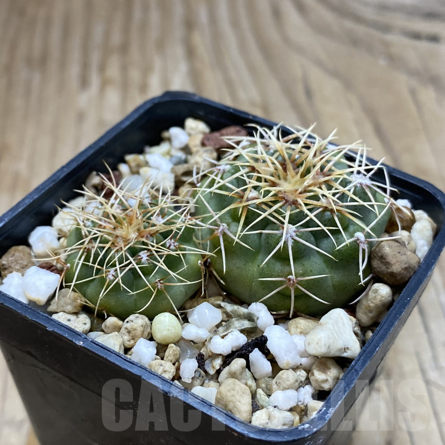 SH14076 Gymnocalycium gaponii VG 503, 2 plants - immagine 2