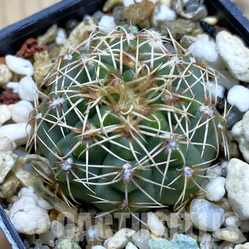 SH14077 Gymnocalycium gaponii VG 503