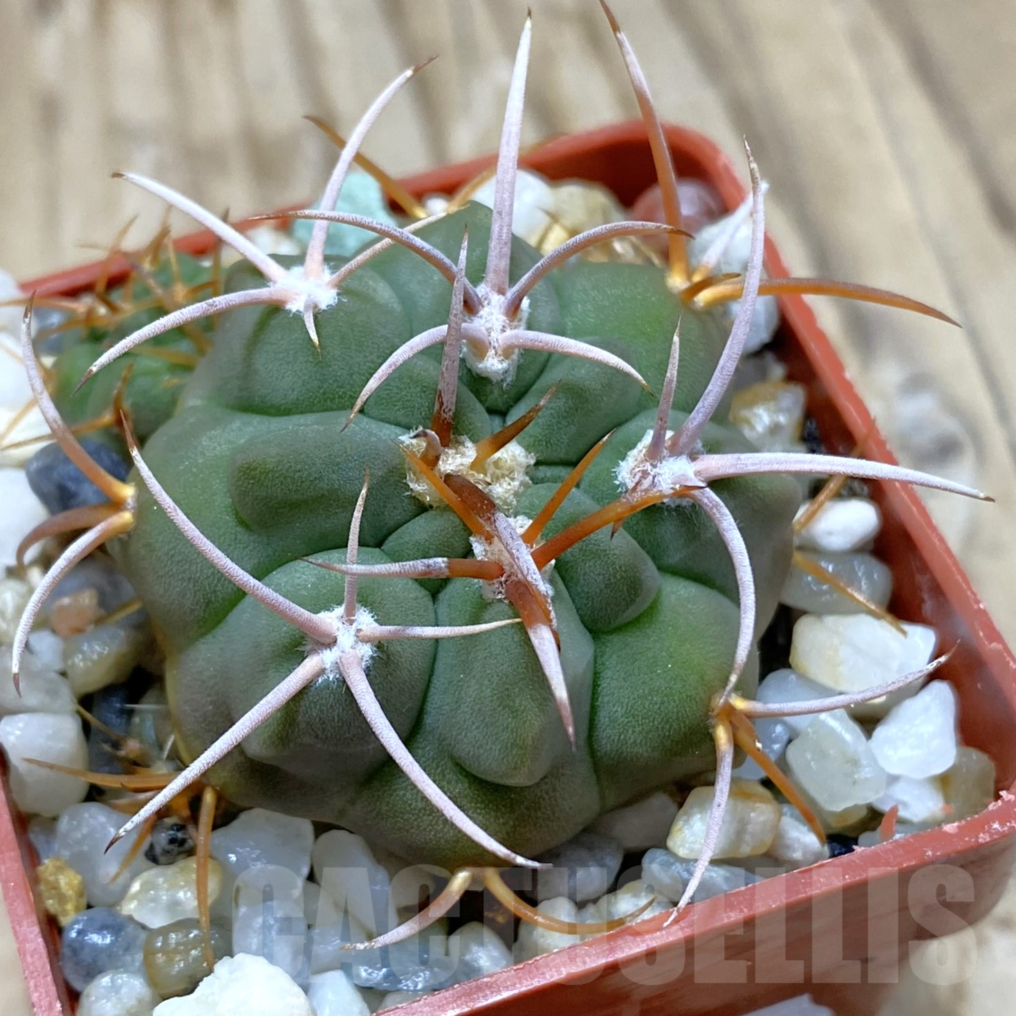SH14078 Gymnocalycium oenanthemum