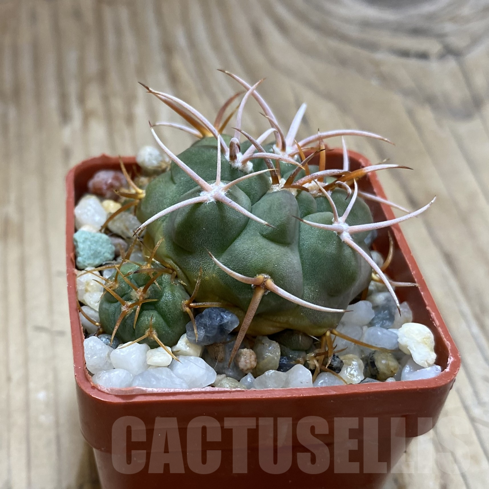 SH14078 Gymnocalycium oenanthemum - Image 2