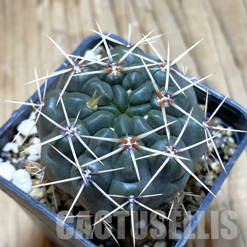 SH14079 Gymnocalycium gibbosum